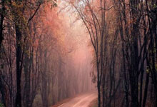 托纳利：我已经不再用手机看无关信息，因此不会.